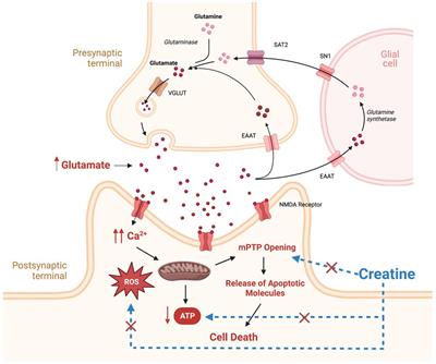 Potential role of creatine as an <mark class="highlighted">anticonvulsant</mark> agent: evidence from preclinical studies